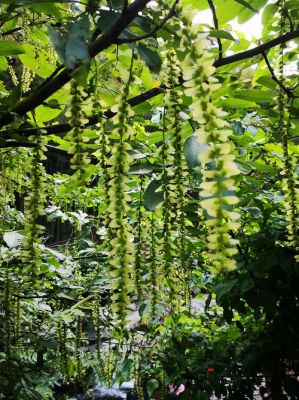 燕子花价格（燕子树价格）