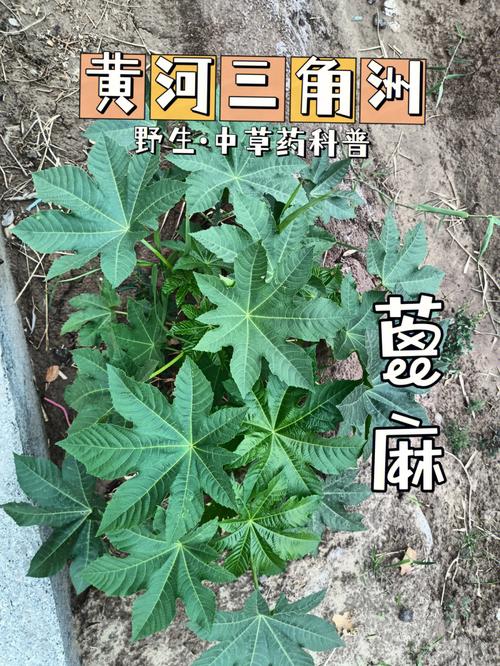 蓖麻叶价格（蓖麻叶多少钱一斤）