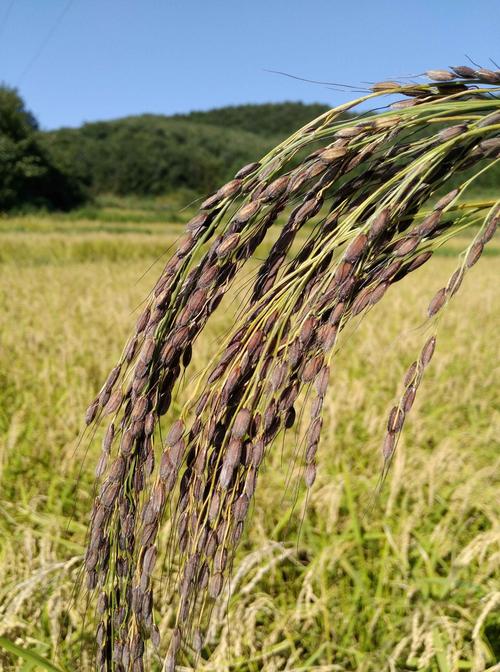 胭脂稻价格（胭脂稻种植条件）-图3