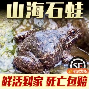 包含石蛤的价格的词条-图3