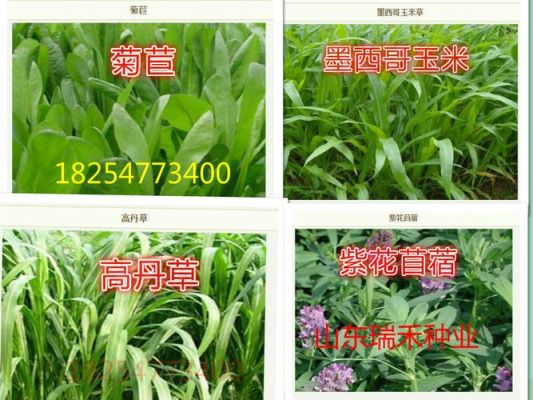 黑牧草价格（黑牧草种子种植说明）-图1