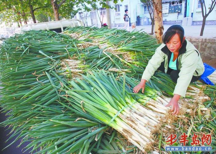 万荣大葱价格（山西省运城市万荣县大葱基地）-图3