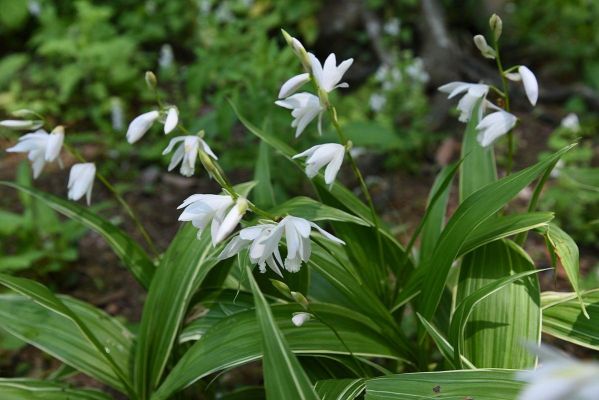 中药材白芨价格（中药材白芨价格一览表2023）