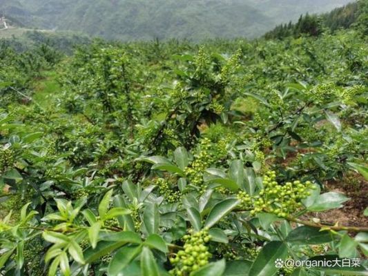 九叶茶价格（九叶青价格）