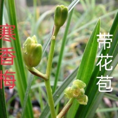 寒香梅价格（寒香梅怎么养）