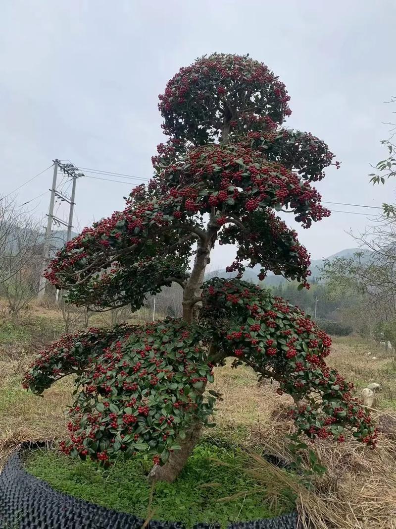 鸿运果价格（鸿运果是什么树）