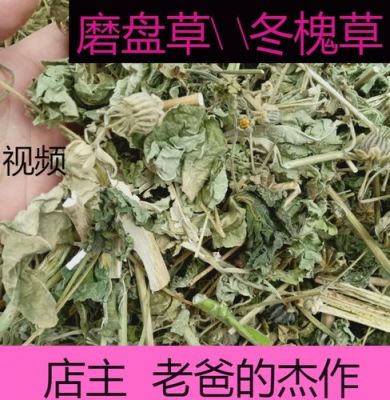 磨盘草价格（磨盘草价格多少钱一斤）-图2