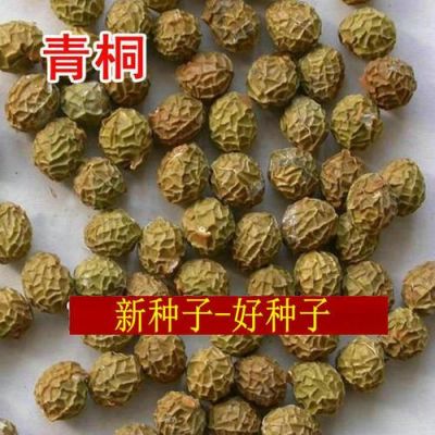 青桐价格（青桐种子多少钱一斤）-图2