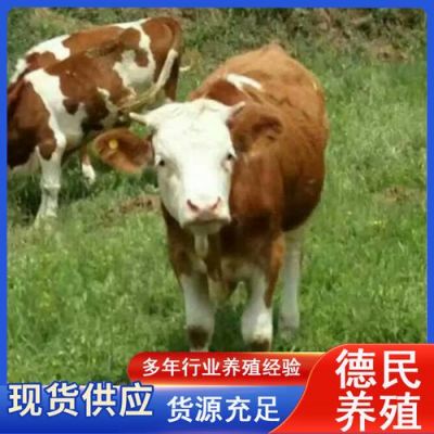 西蒙塔尔牛苗的价格（西蒙塔尔牛产自哪里）