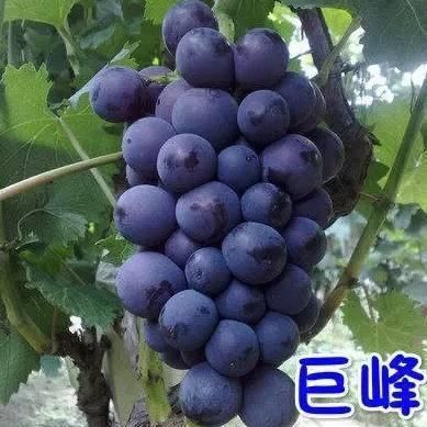 葡娜庄园价格（乍娜葡萄）