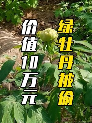 绿牡丹价格（绿牡丹价值）