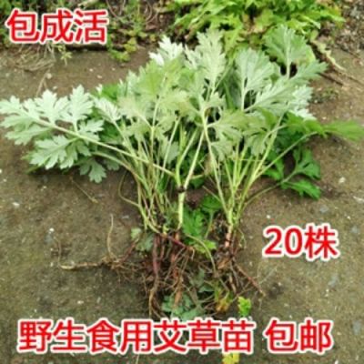 艾草苗价格（艾草 价格）