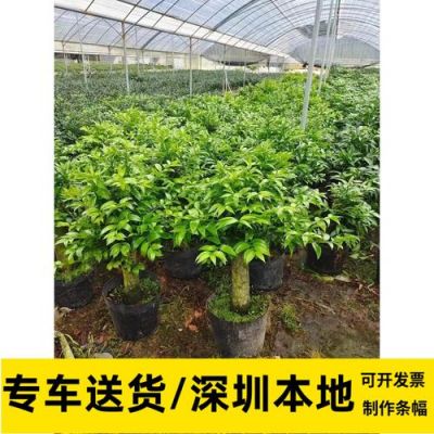 竹柏树价格表（竹柏树值钱吗）