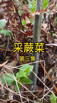 新鲜蕨菜价格（新鲜蕨菜的功效作用及危害）-图3