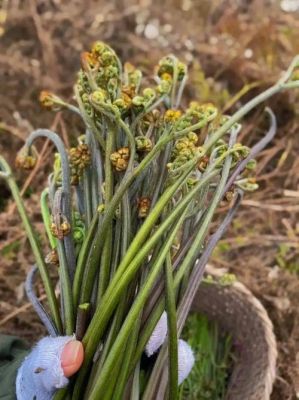 新鲜蕨菜价格（新鲜蕨菜的功效作用及危害）-图2